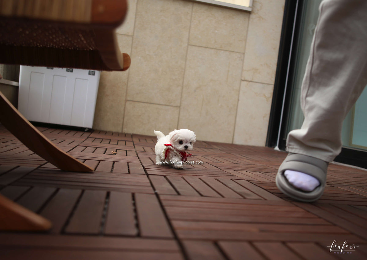 LuLu - Maltese F.