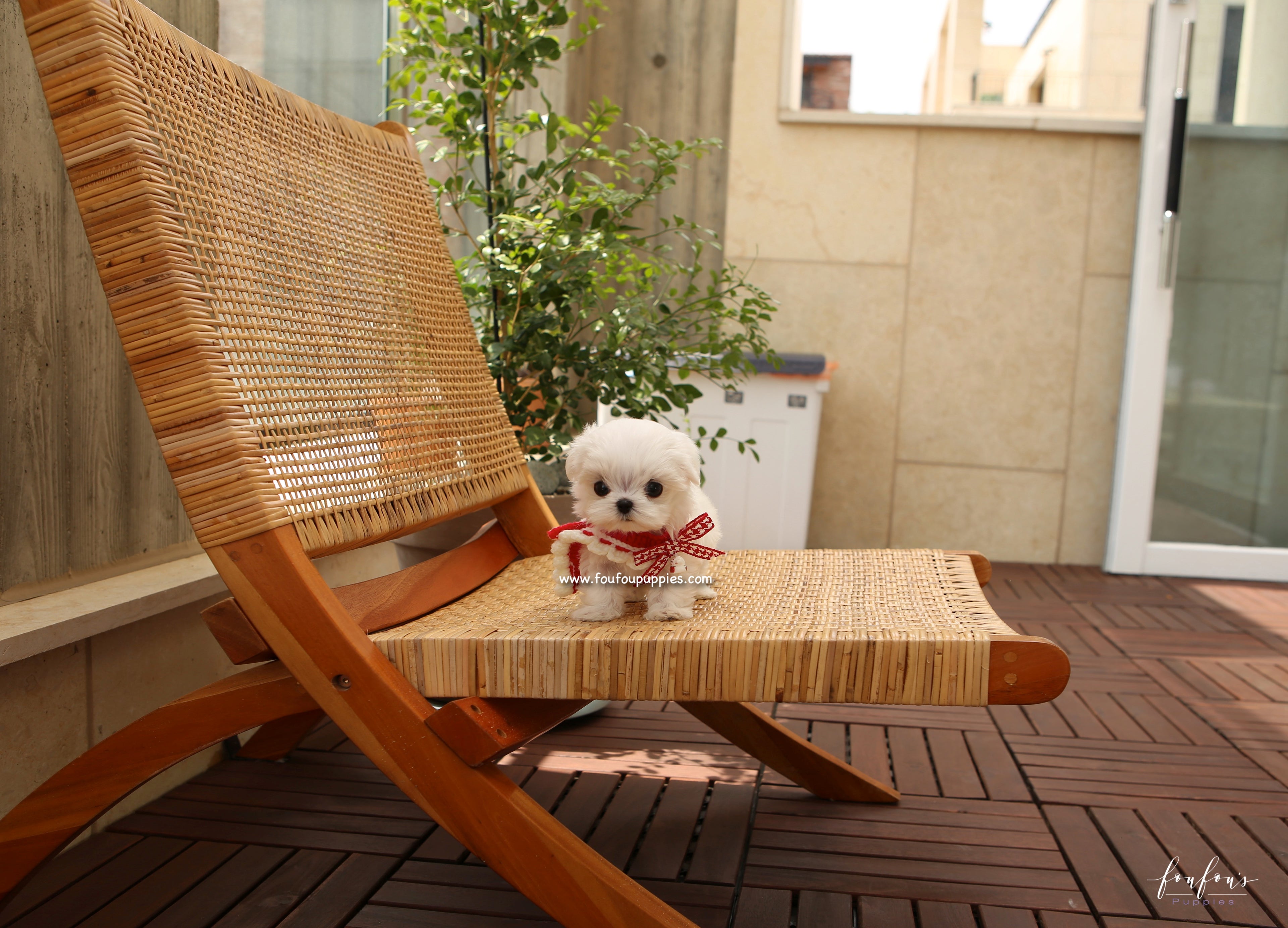 LuLu - Maltese F.