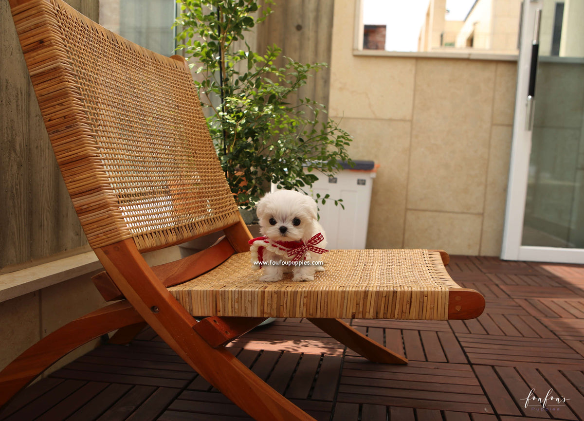 LuLu - Maltese F.