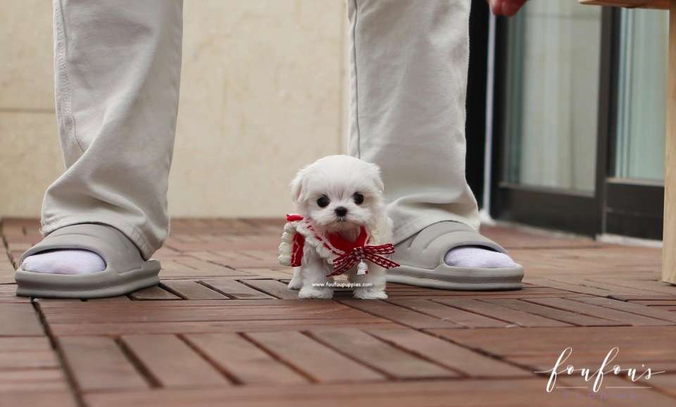 LuLu - Maltese F.