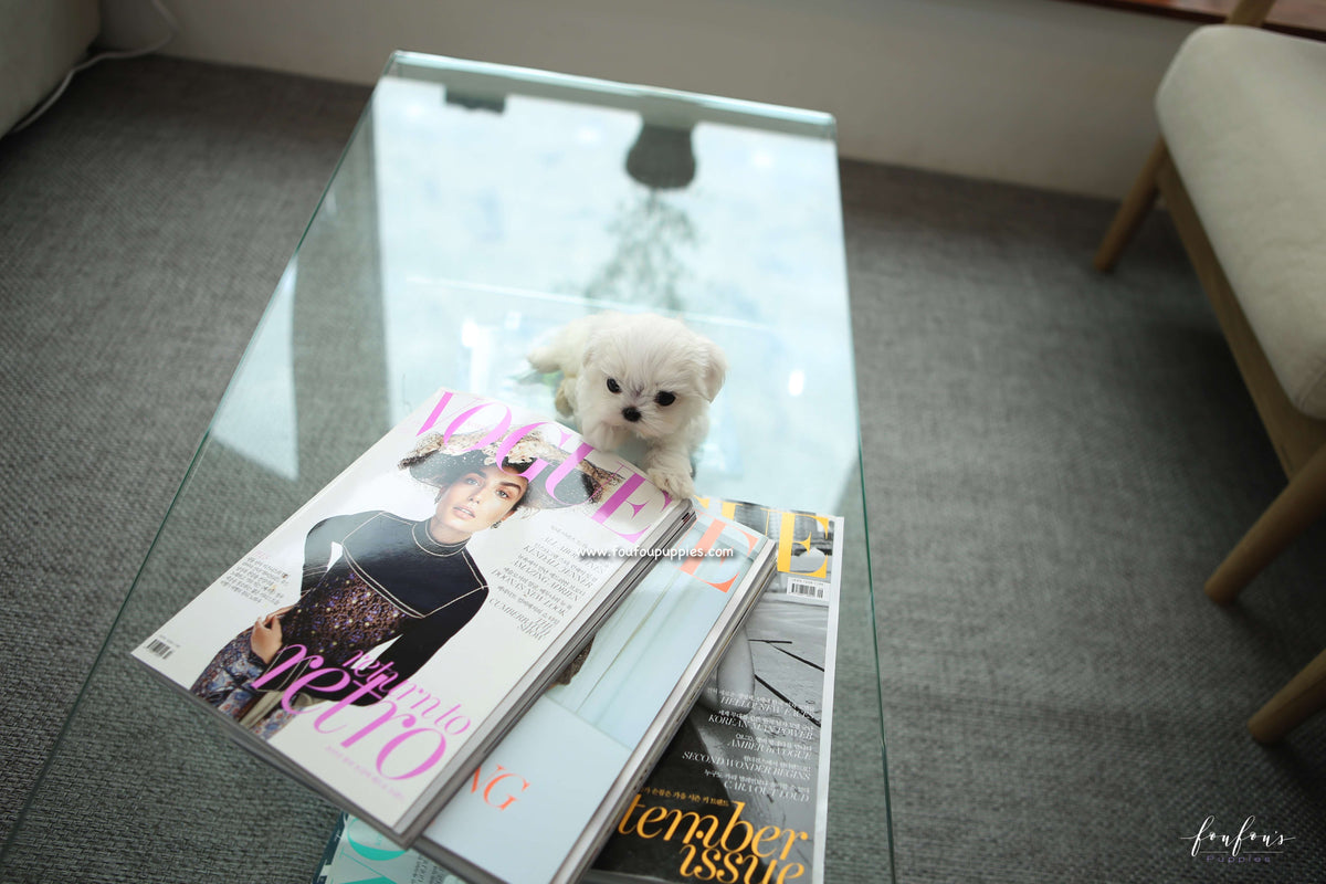 LuLu - Maltese F.