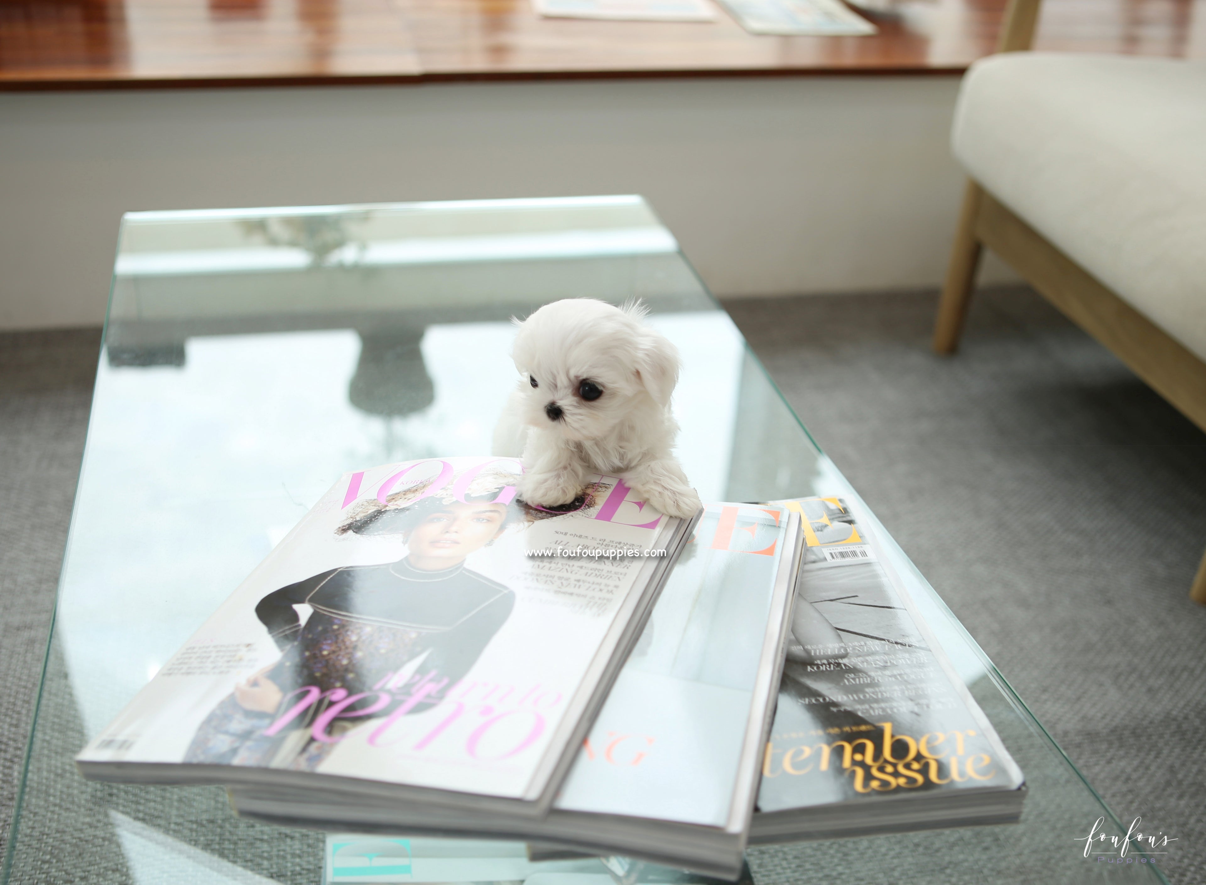 LuLu - Maltese F.