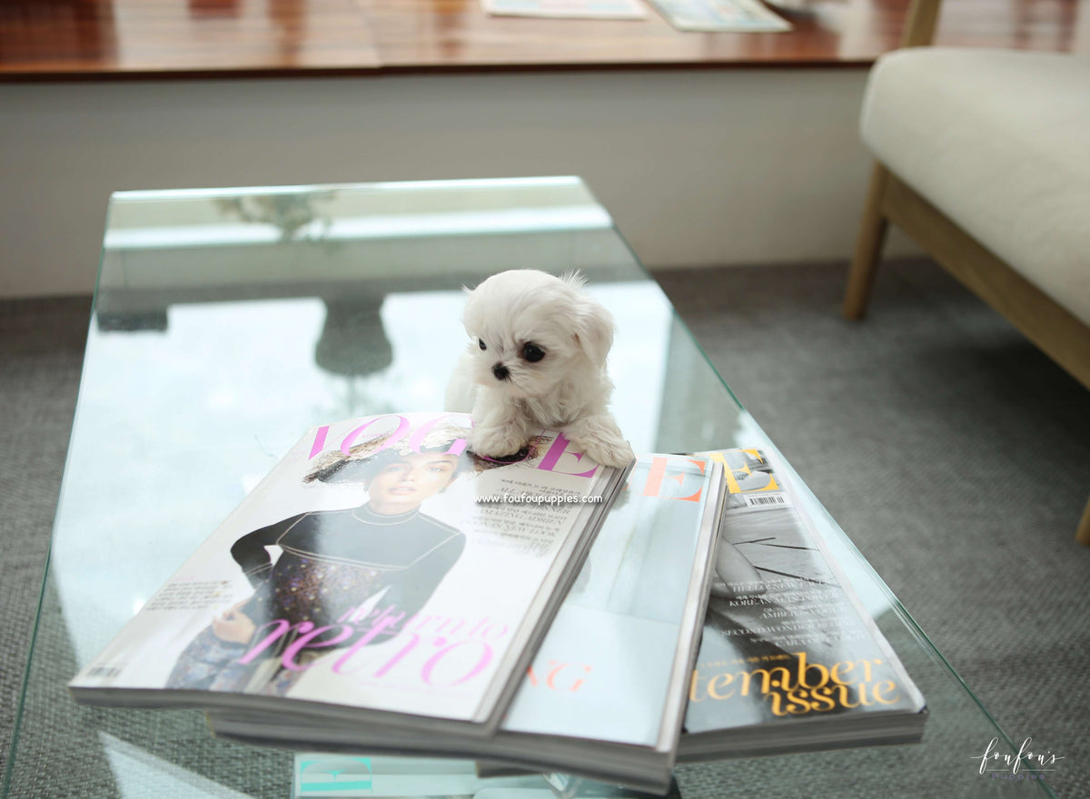 LuLu - Maltese F.