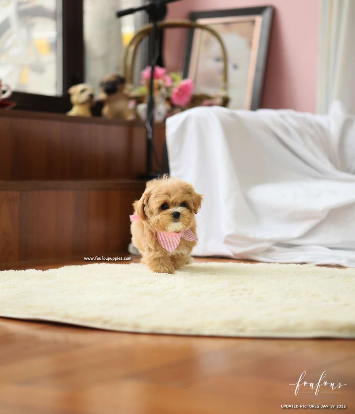 Lucille - Maltipoo F.