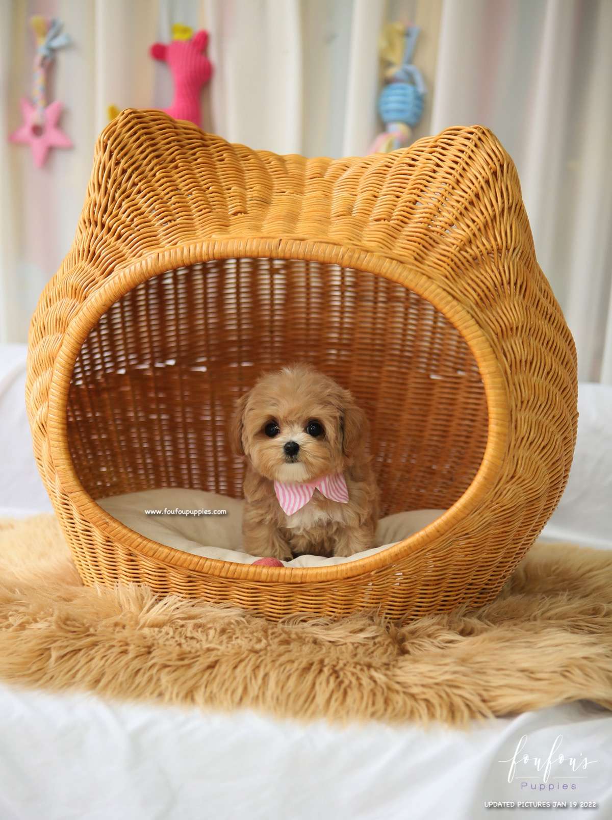 Lucille - Maltipoo F.