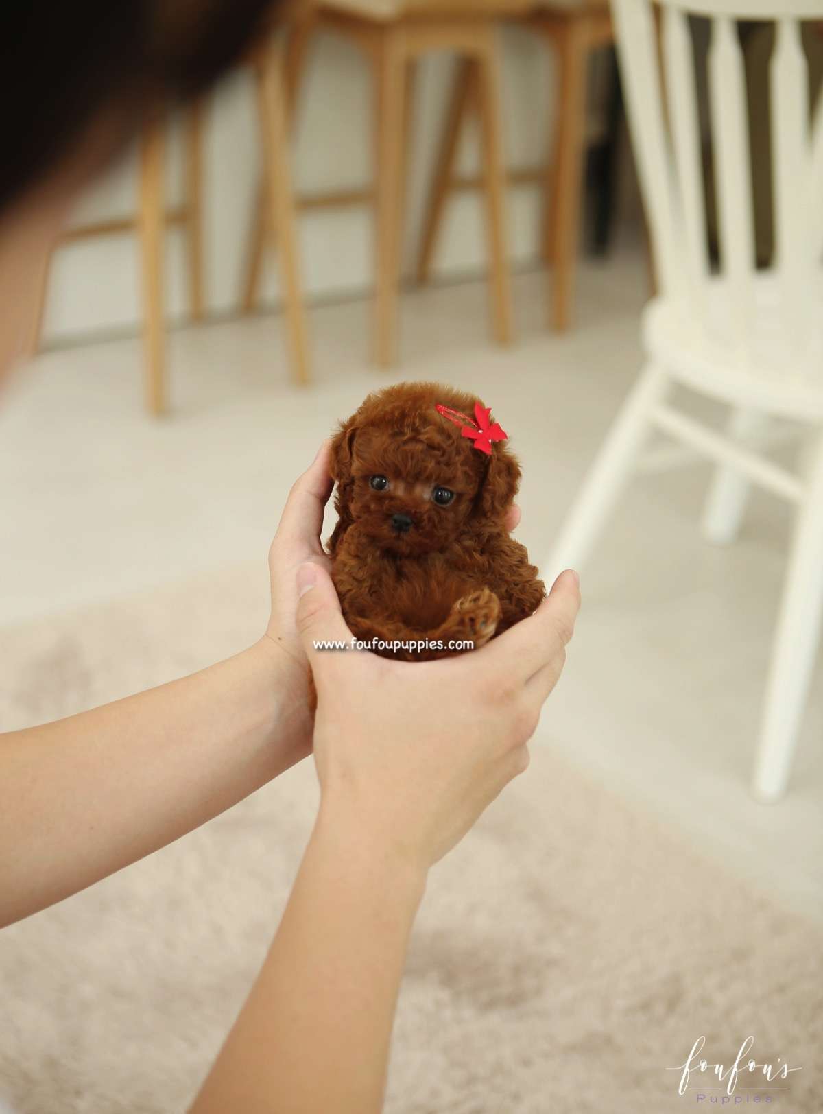 Zoey - Poodle F.