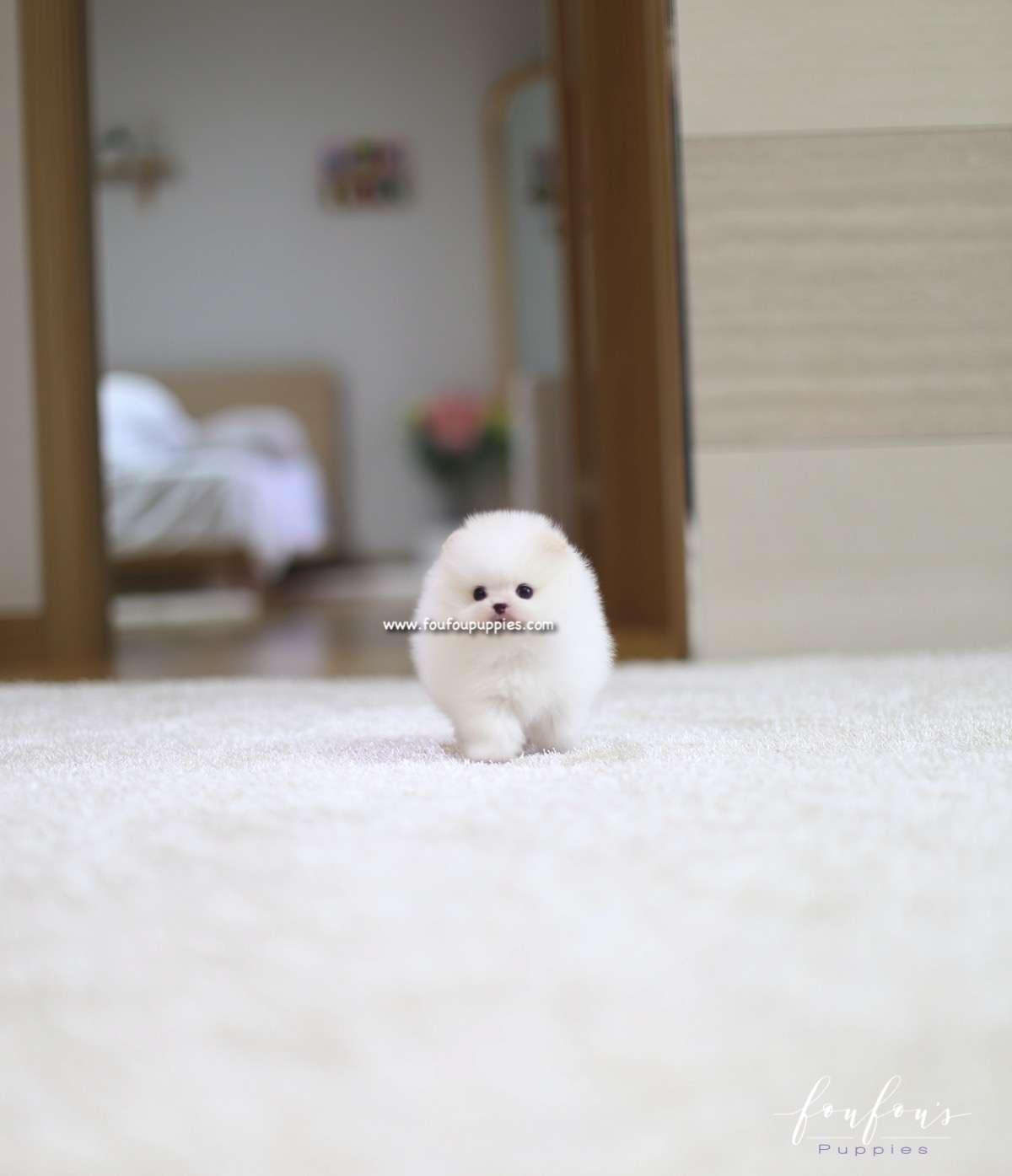 Luna - Pomeranian F.