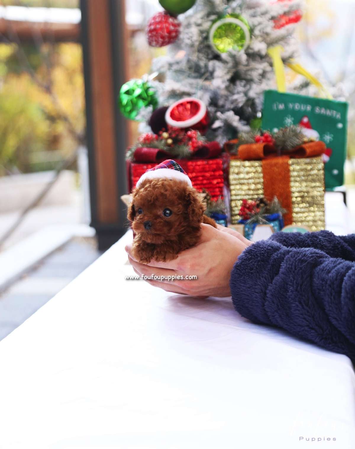 Ginger - Poodle F.