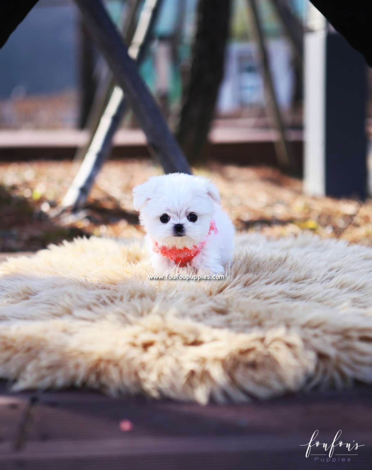 Stella - Maltese F.
