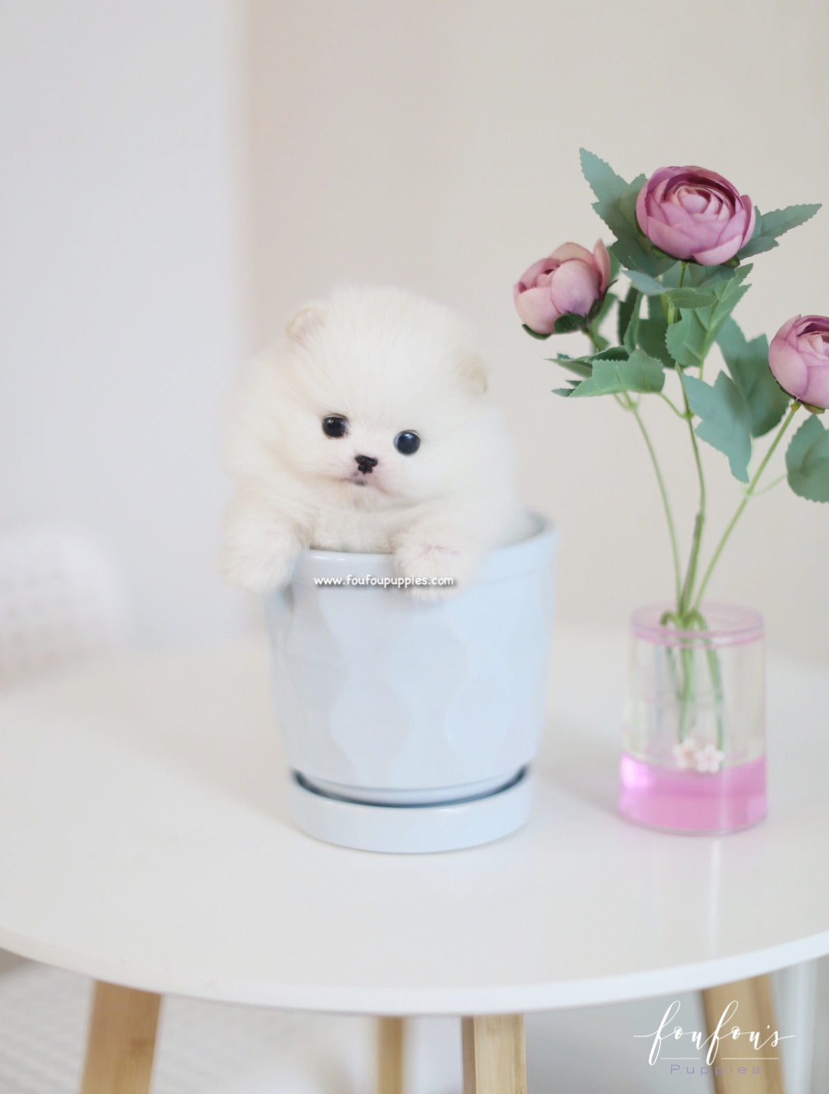 Luna - Pomeranian F.