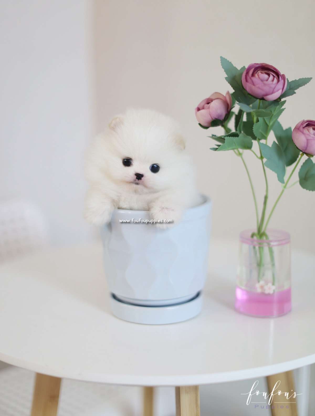 Luna - Pomeranian F.