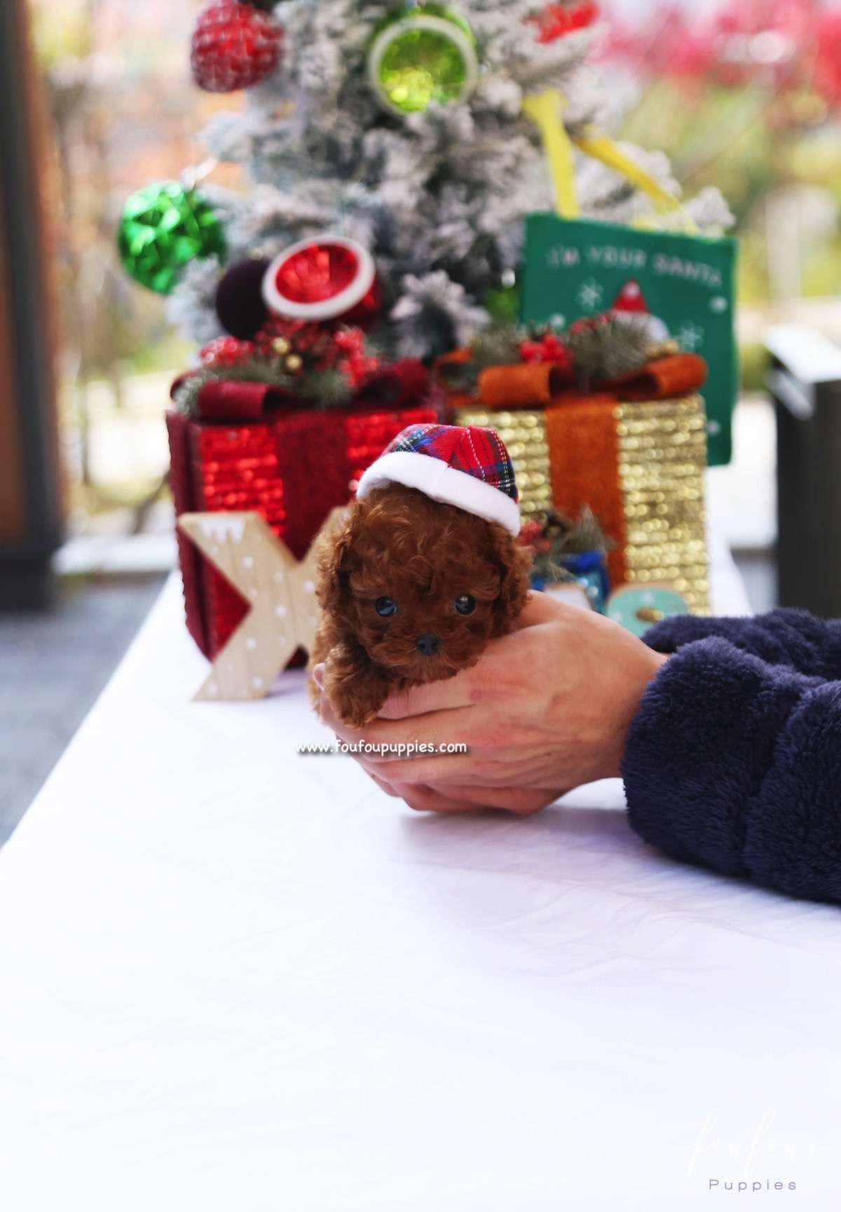 Ginger - Poodle F.