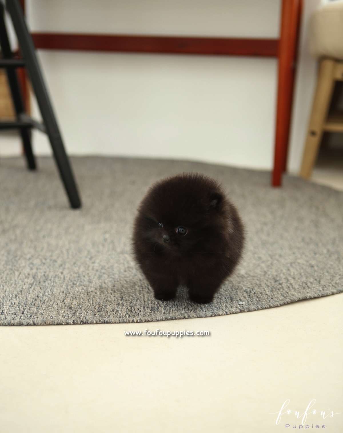 Élelé - Pomeranian F.