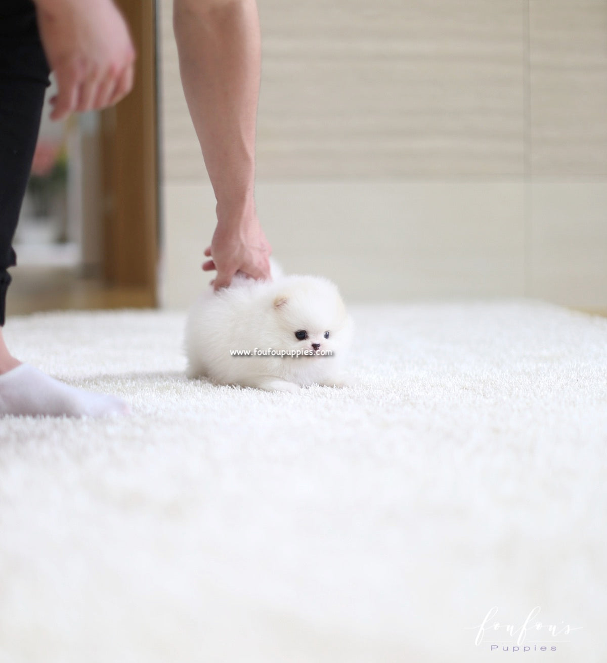 Luna - Pomeranian F.