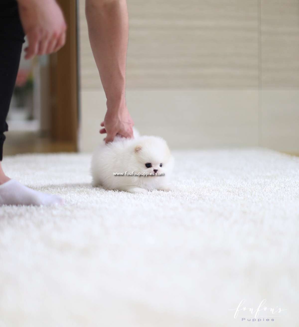 Luna - Pomeranian F.