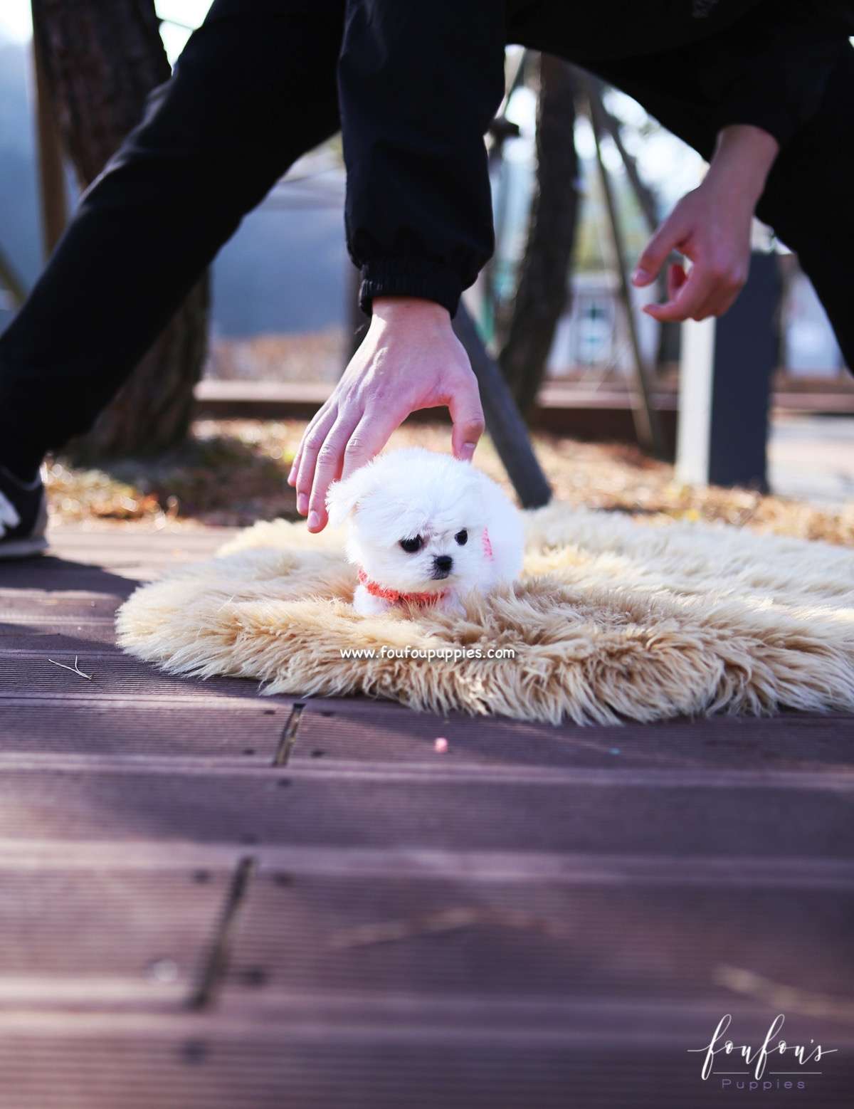 Stella - Maltese F.