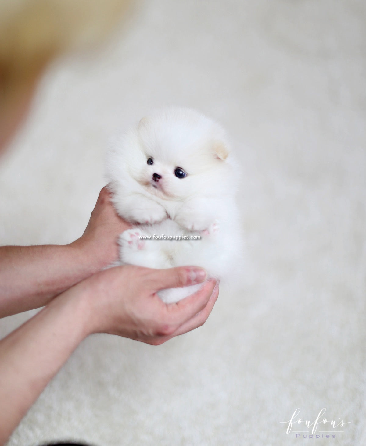 Luna - Pomeranian F.