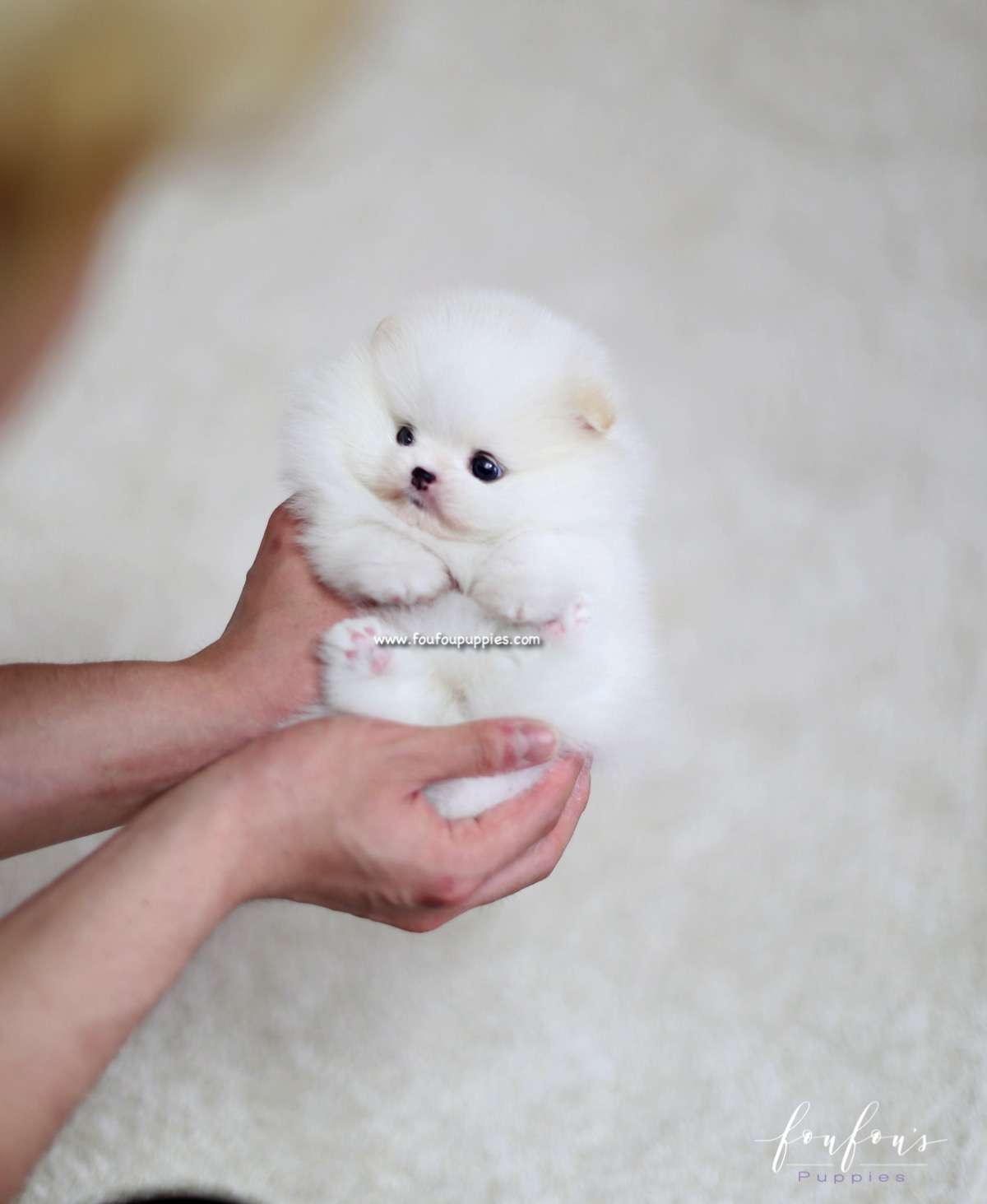 Luna - Pomeranian F.