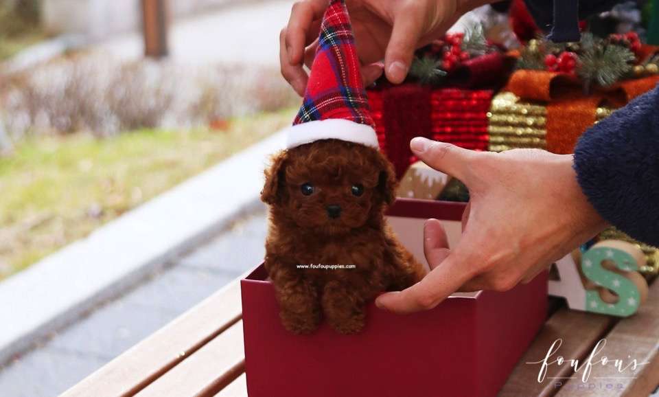 Ginger - Poodle F.