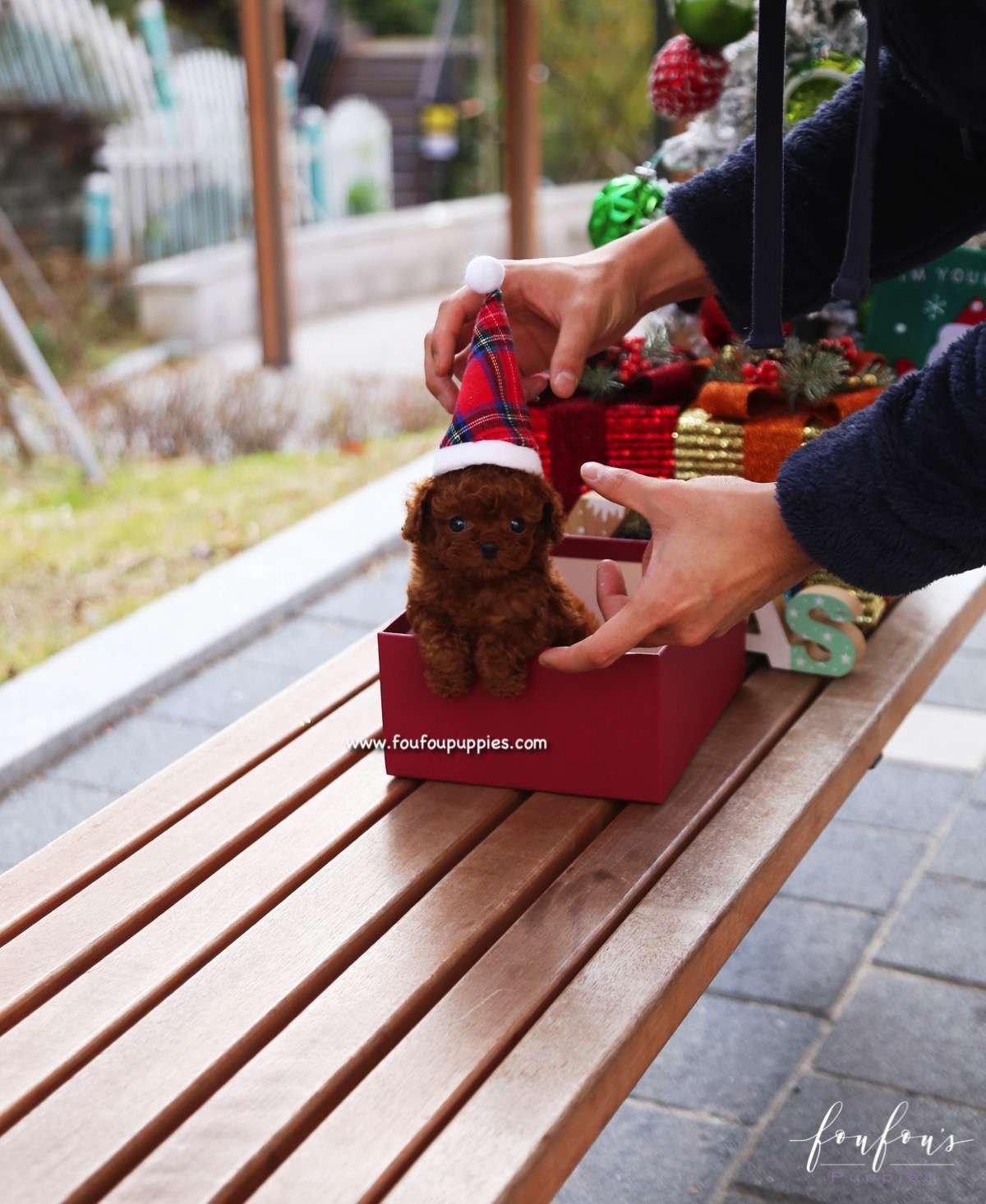 Ginger - Poodle F.