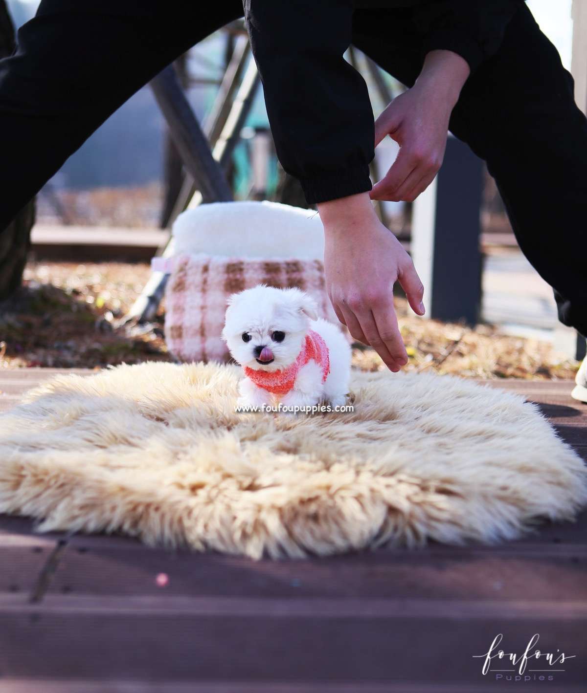 Stella - Maltese F.