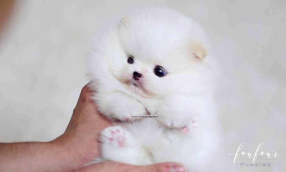 Luna - Pomeranian F.