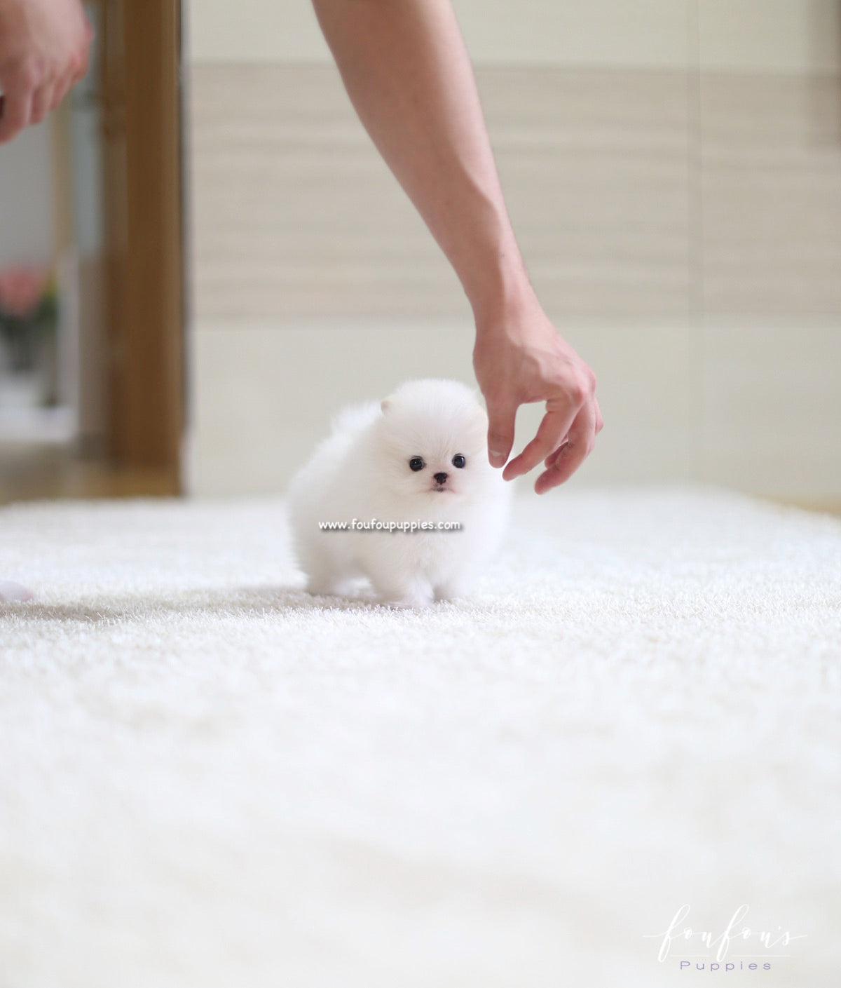 Luna - Pomeranian F.