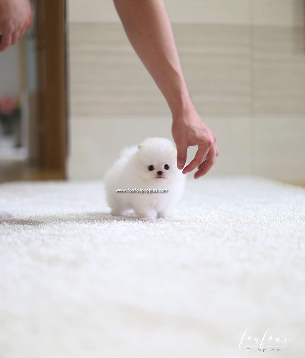 Luna - Pomeranian F.