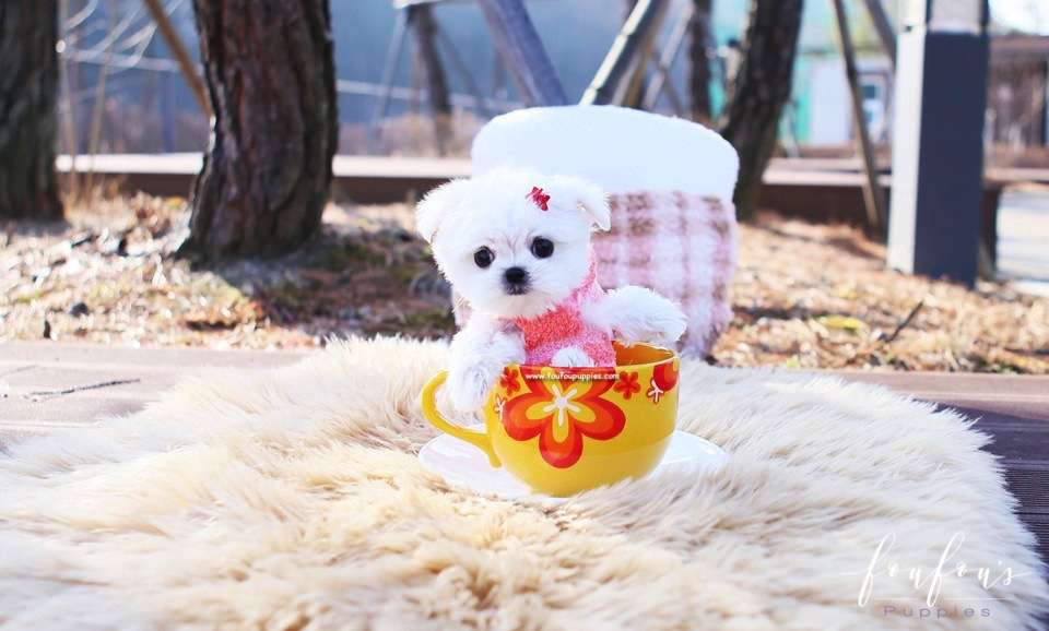 Stella - Maltese F.