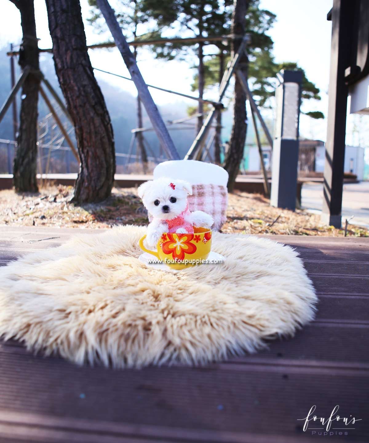 Stella - Maltese F.