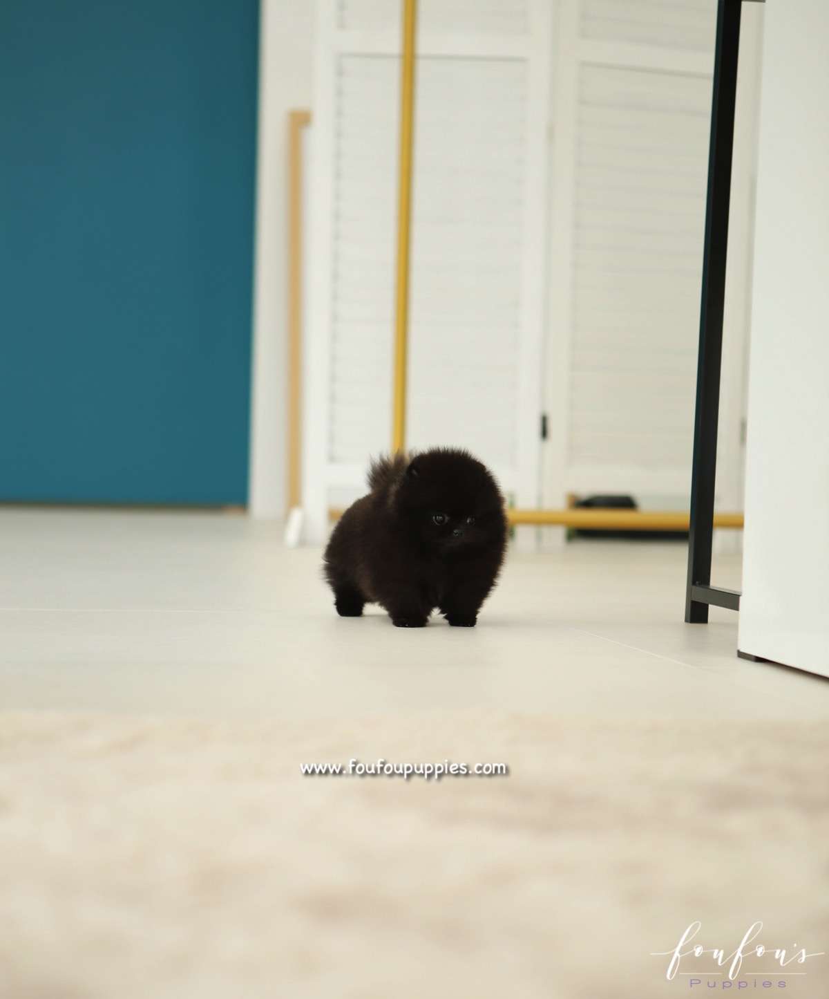 Élelé - Pomeranian F.