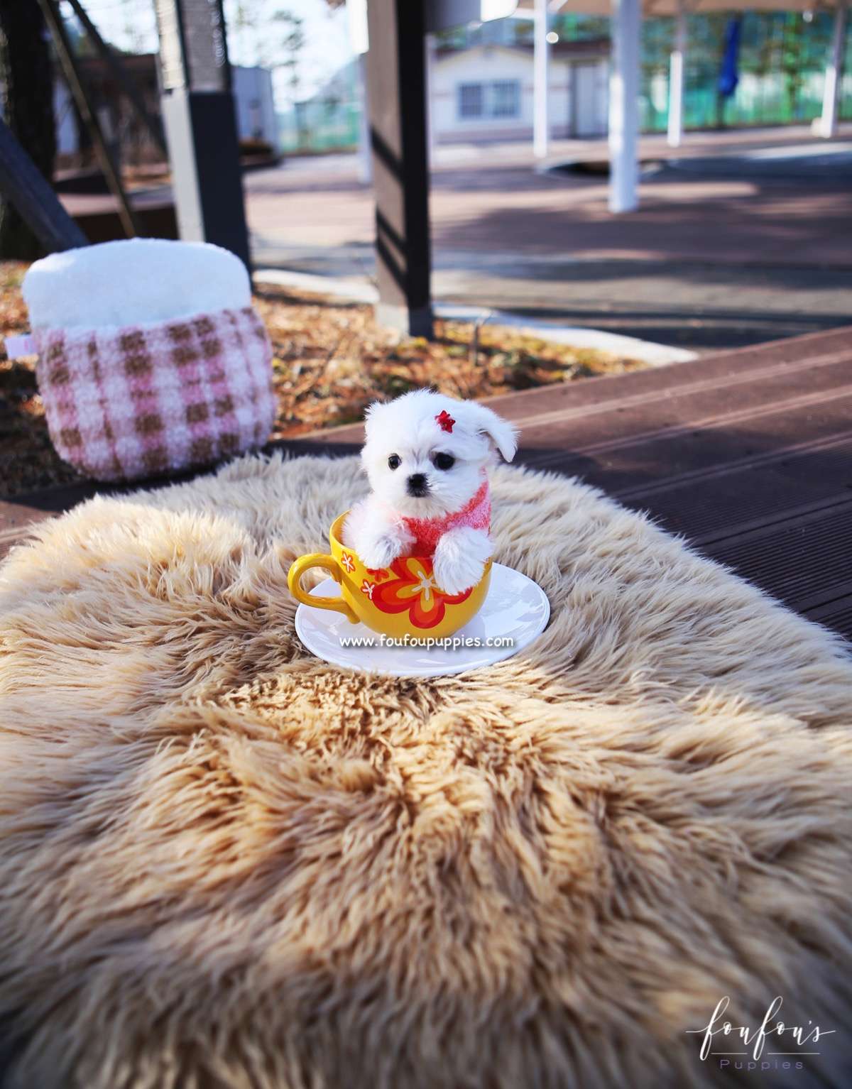 Stella - Maltese F.