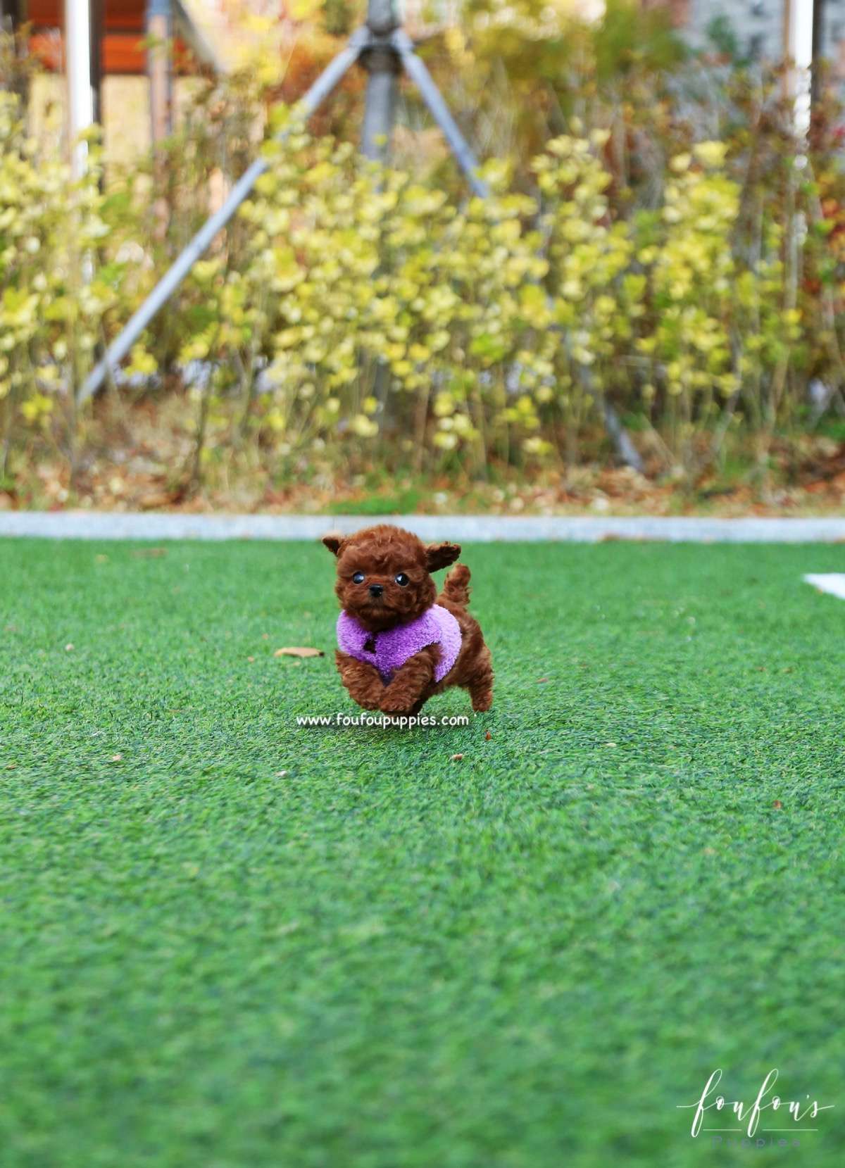 Ginger - Poodle F.