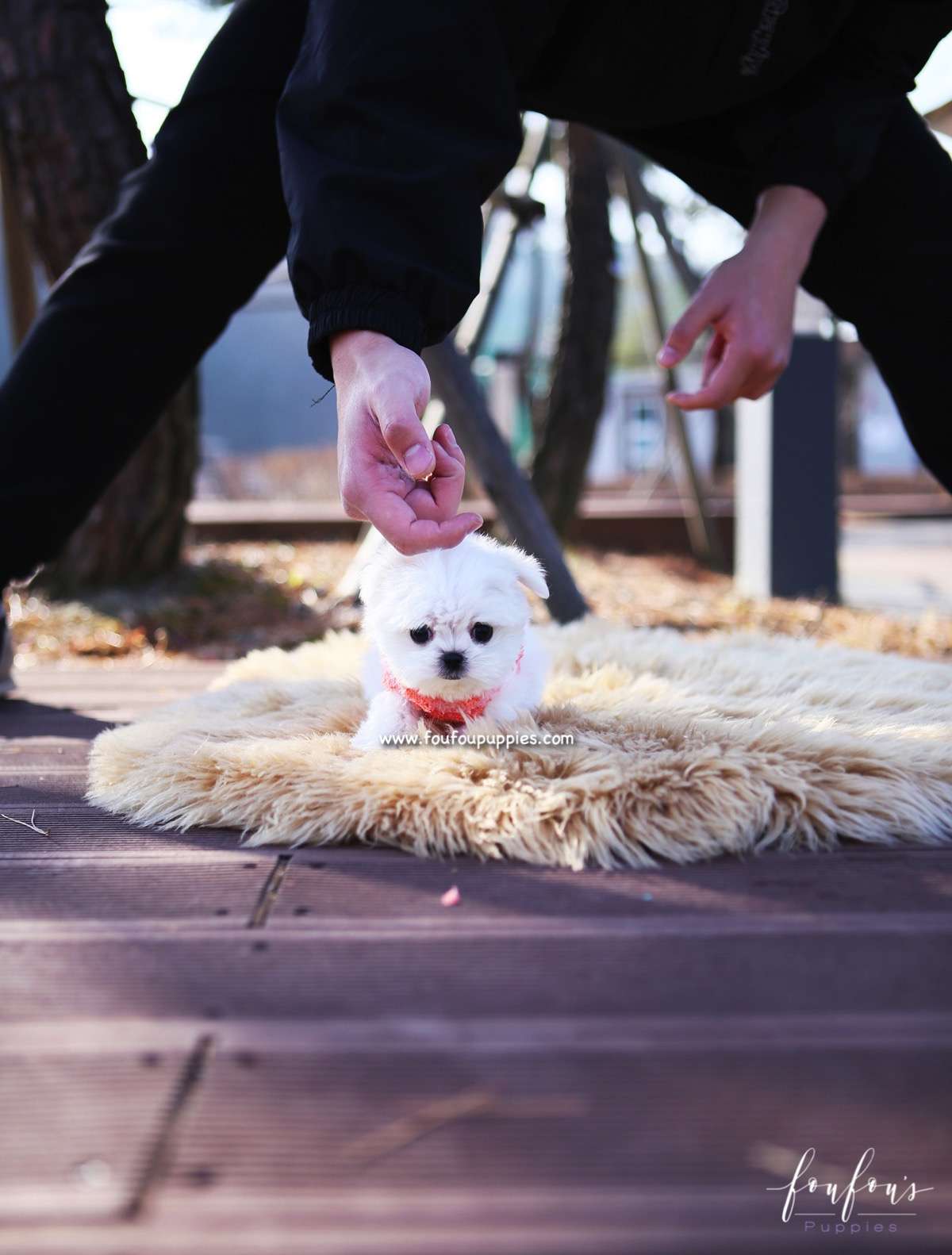 Stella - Maltese F.