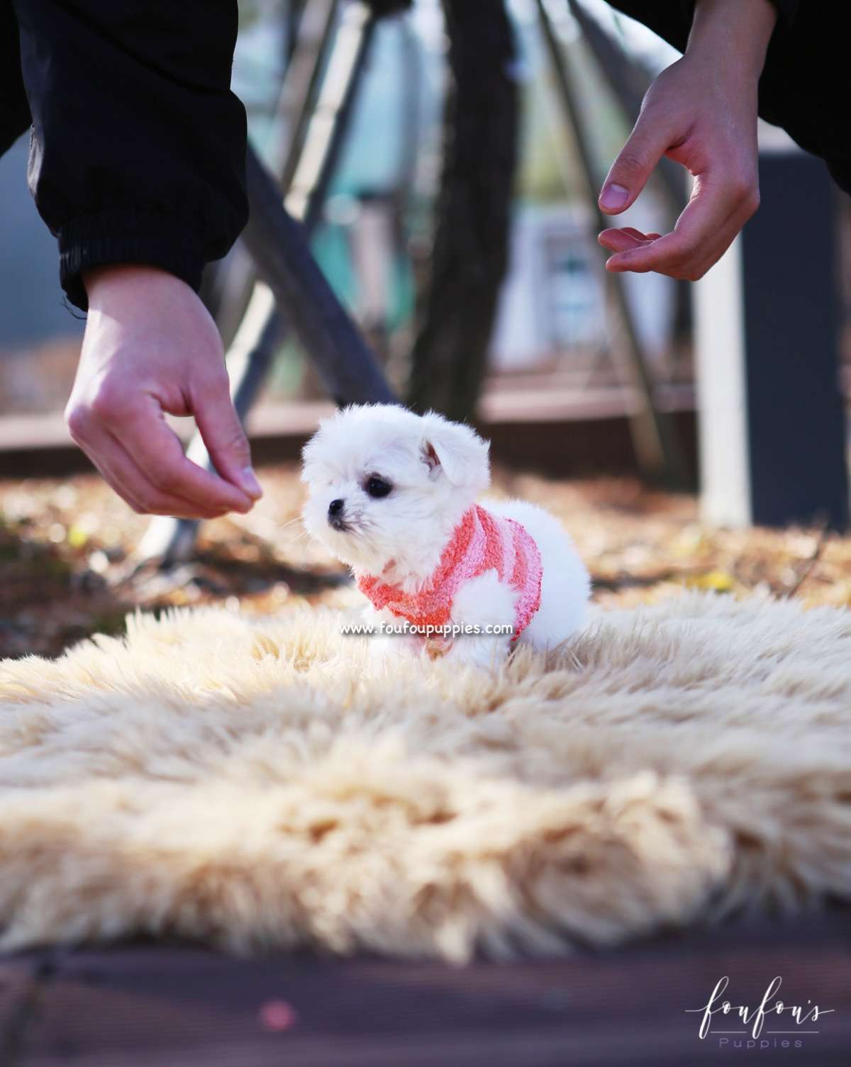 Stella - Maltese F.