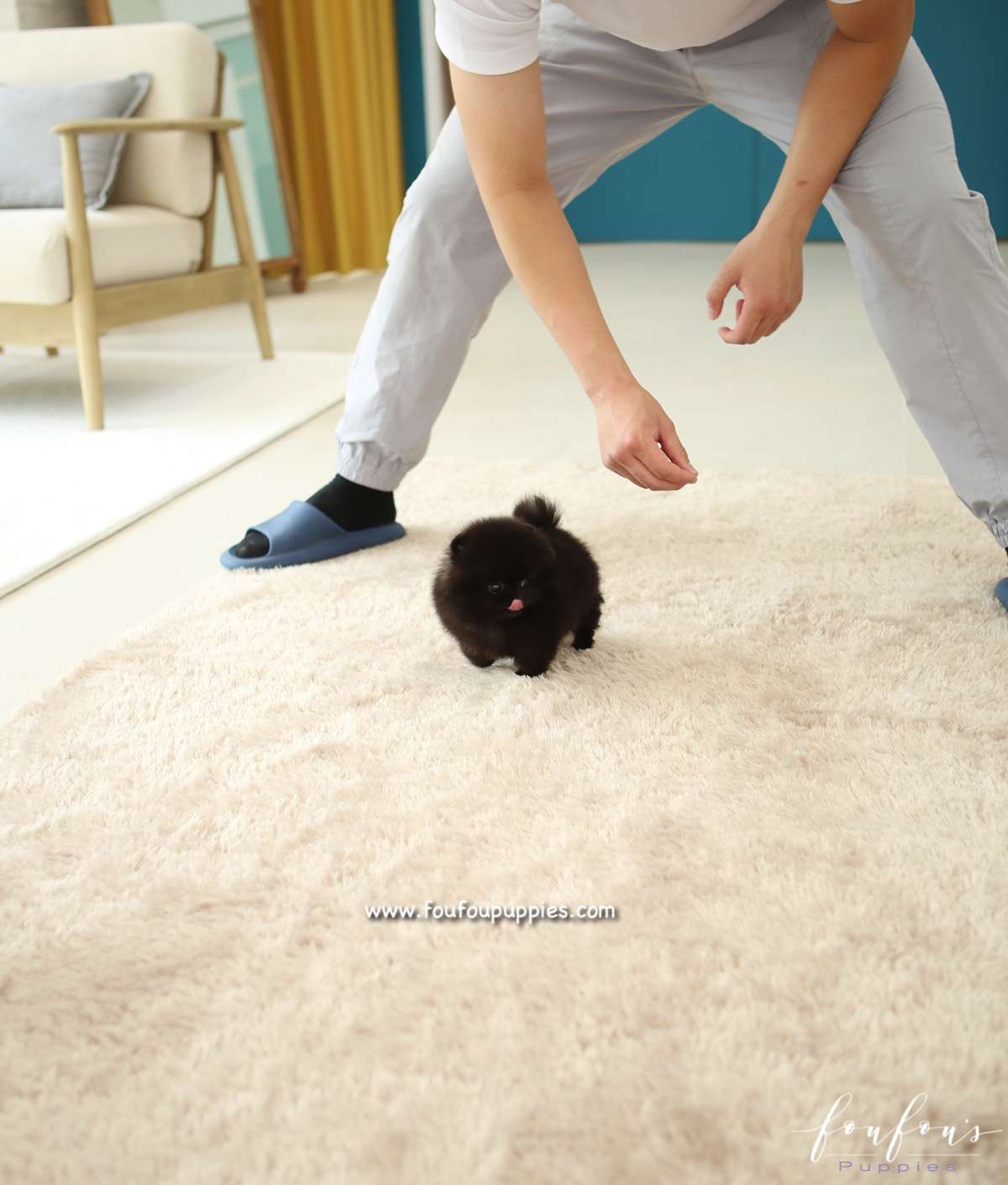 Élelé - Pomeranian F.