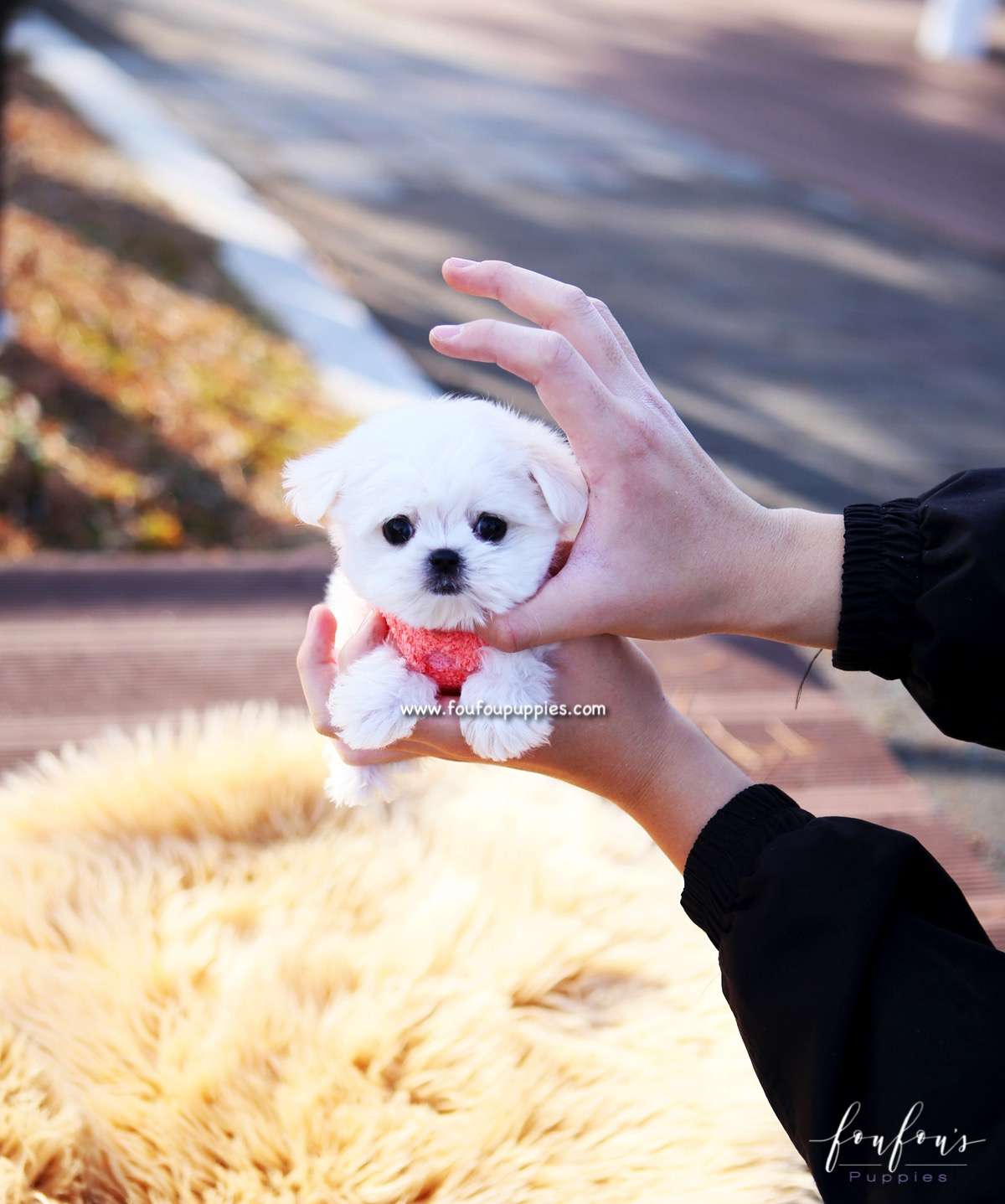 Stella - Maltese F.