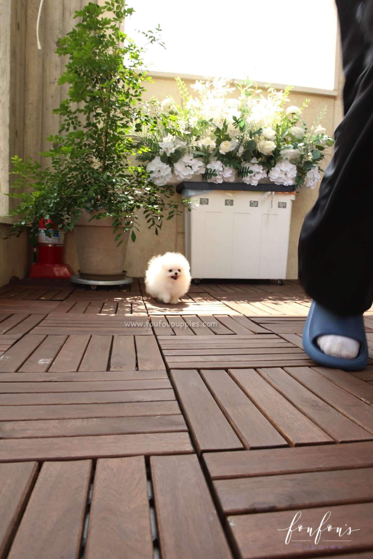 Stormi - Pomeranian F.