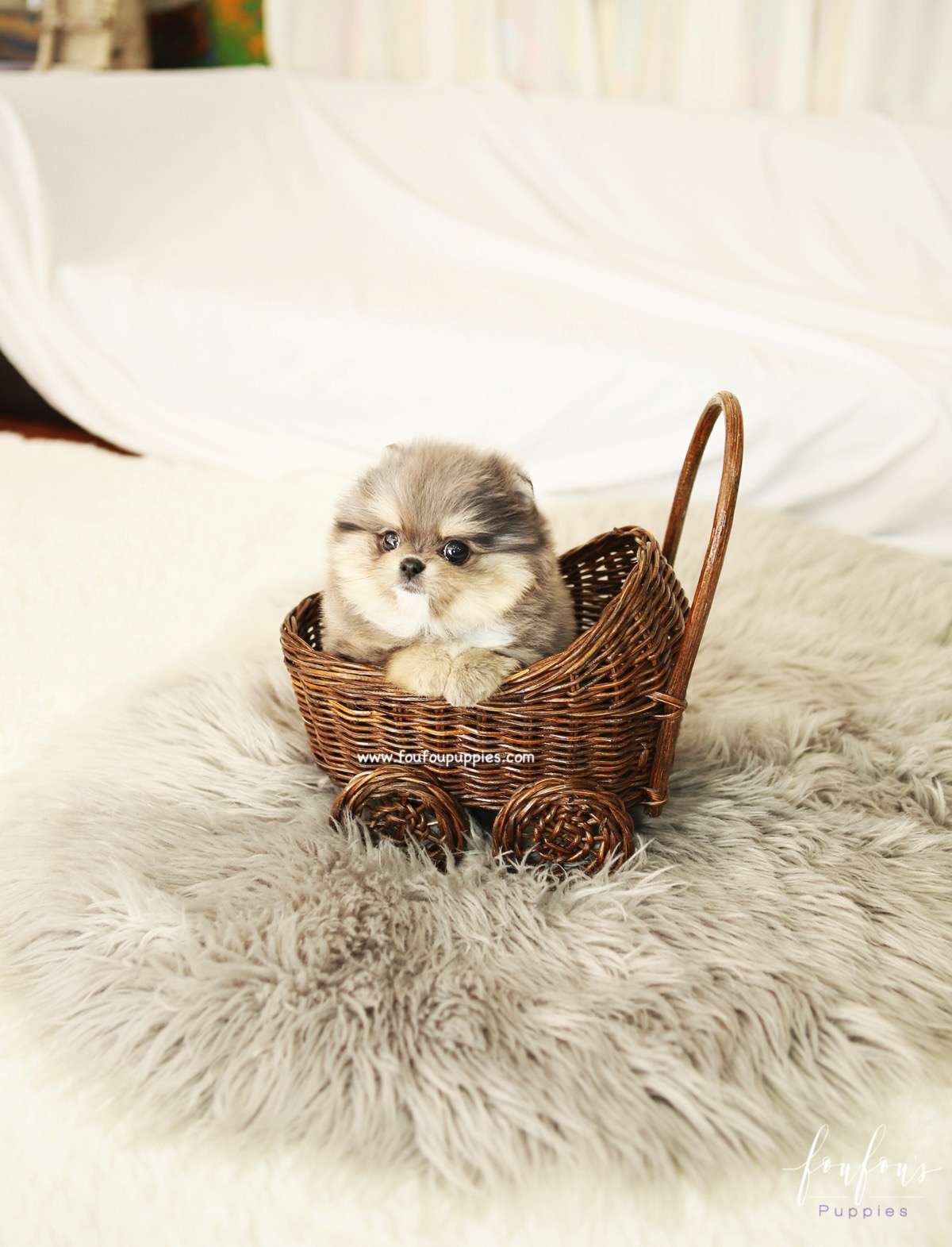 Açai - Pomeranian M.