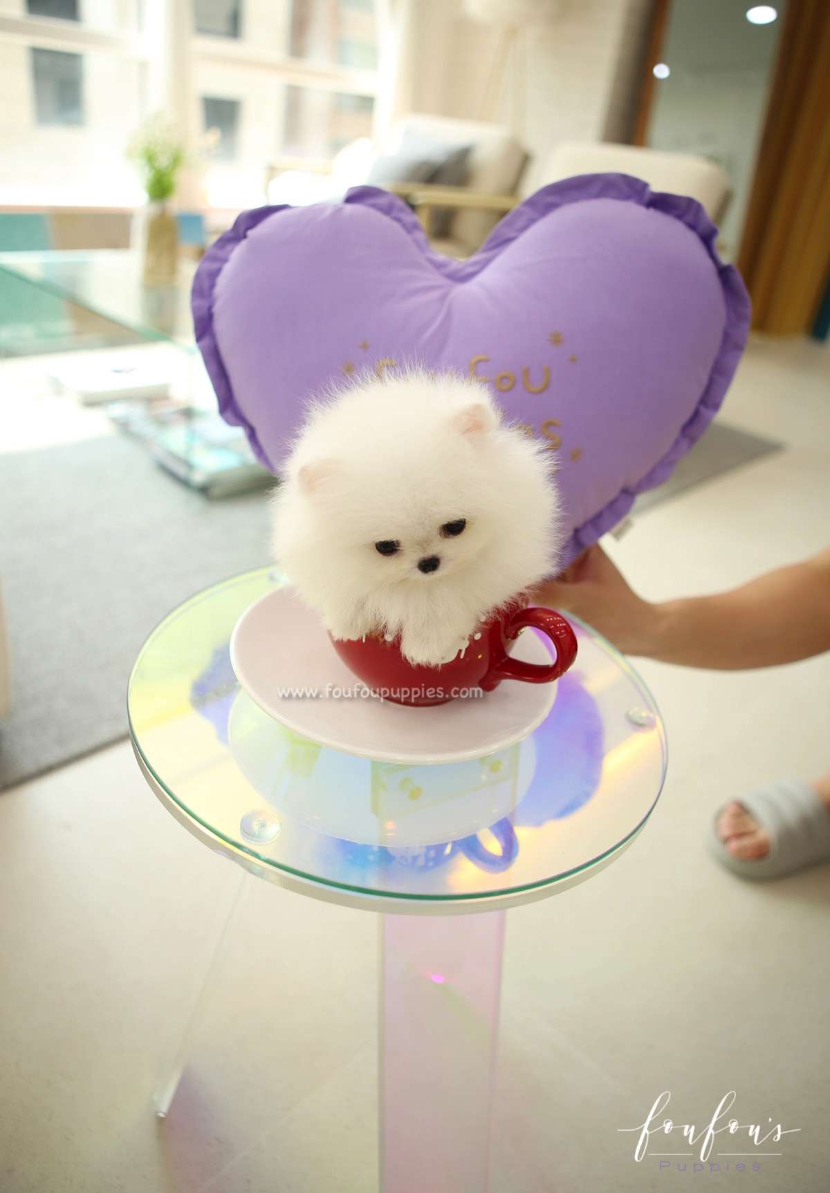 Stormi - Pomeranian F.
