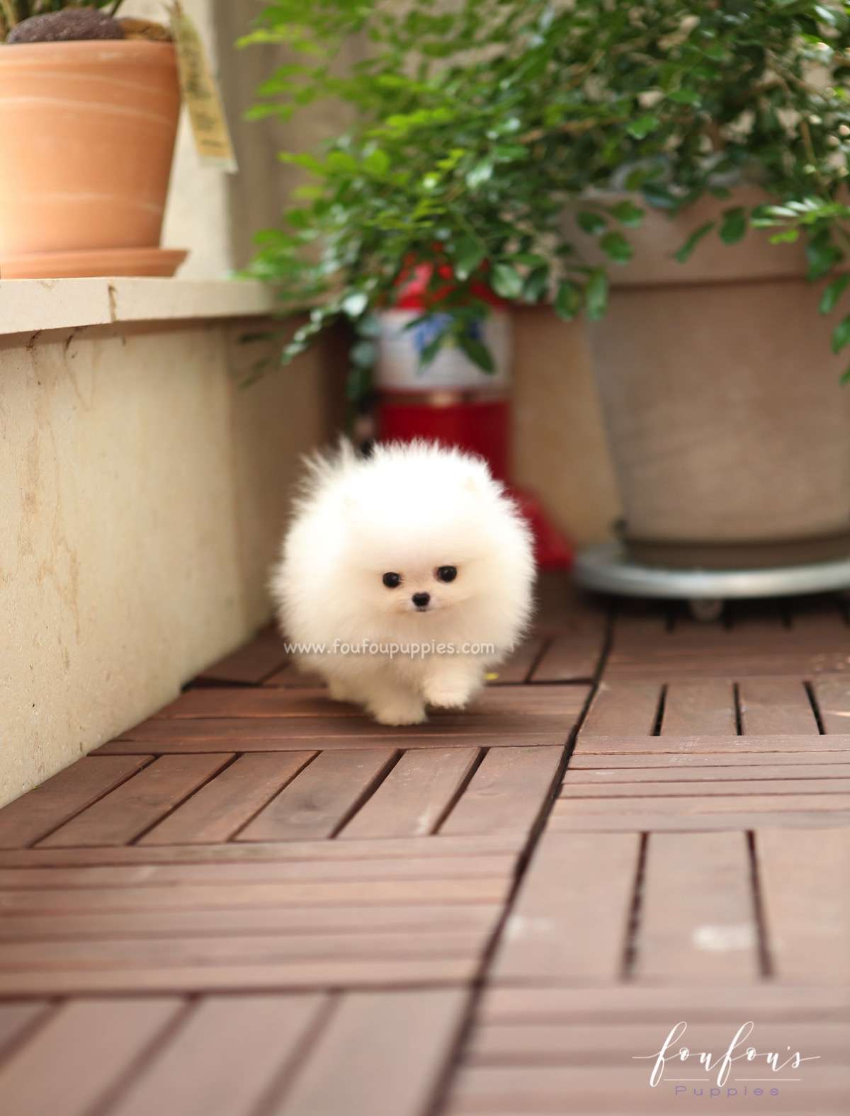 Stormi - Pomeranian F.