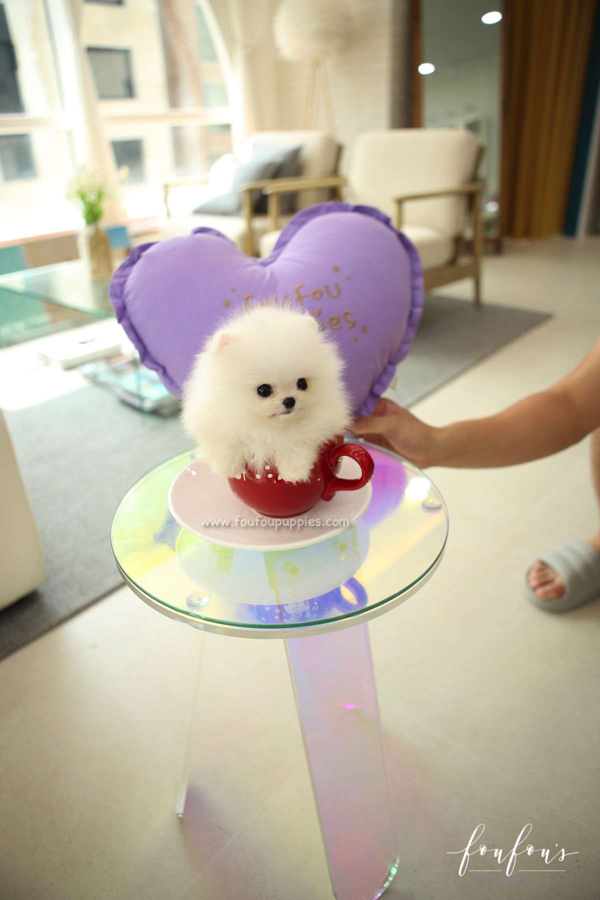 Stormi - Pomeranian F.