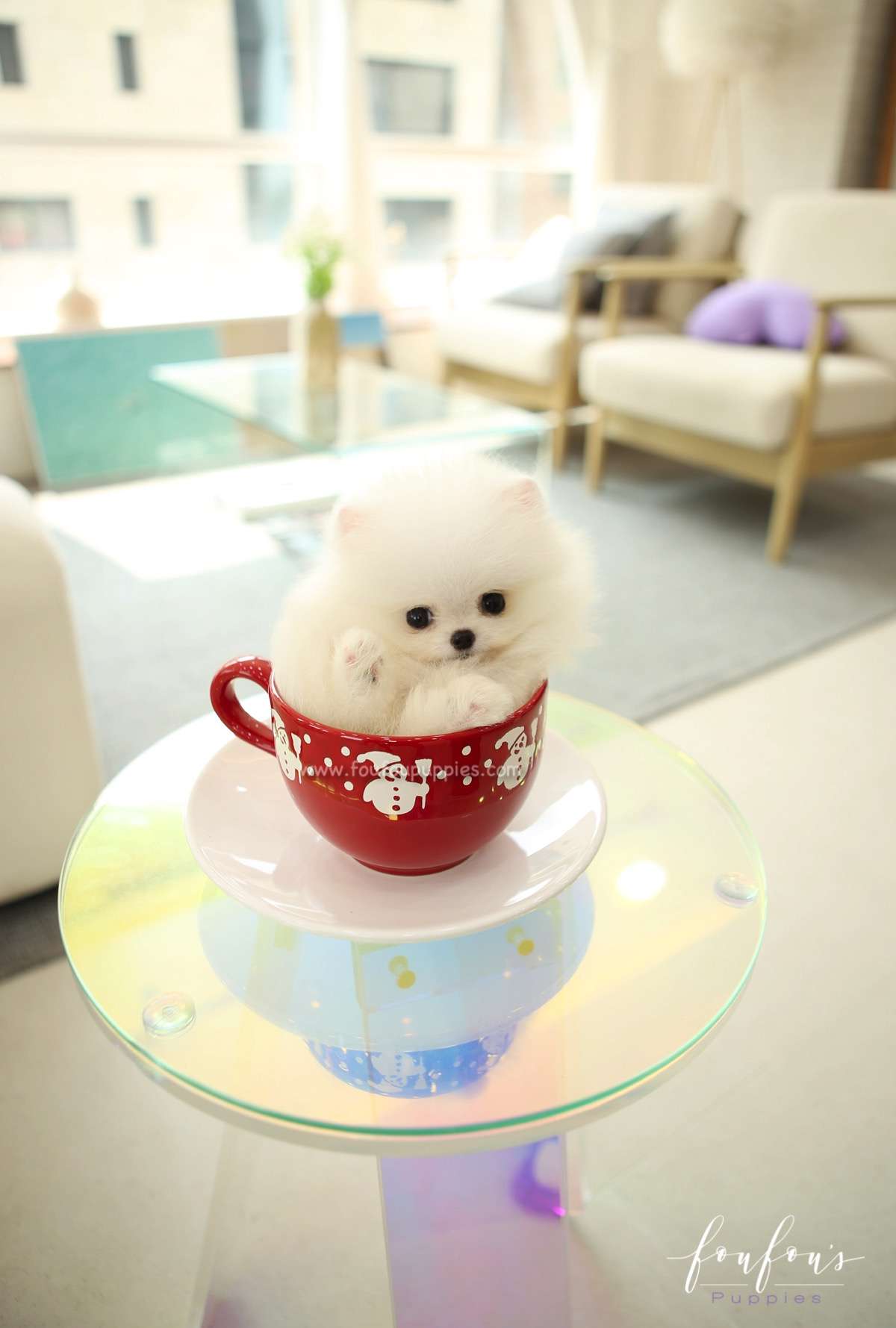 Stormi - Pomeranian F.