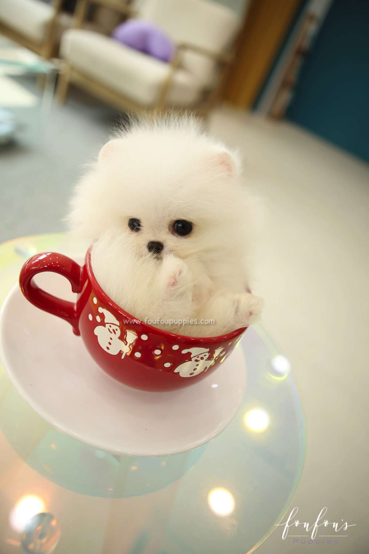 Stormi - Pomeranian F.