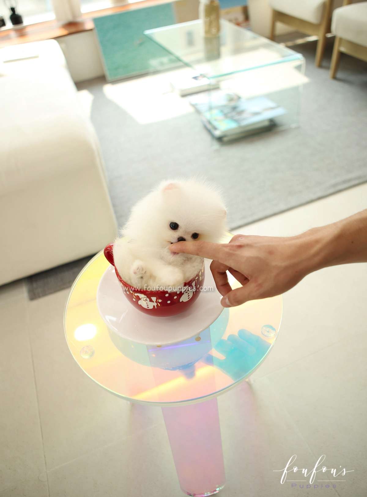 Stormi - Pomeranian F.