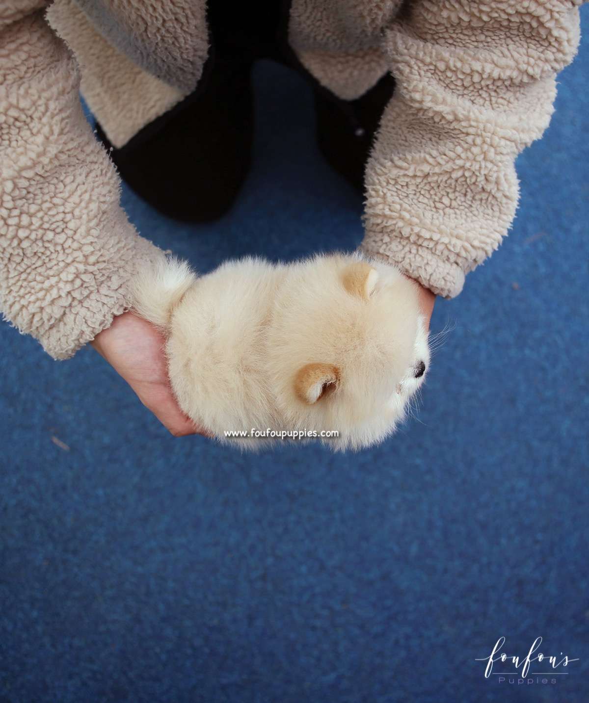 Dior - Pomeranian F.