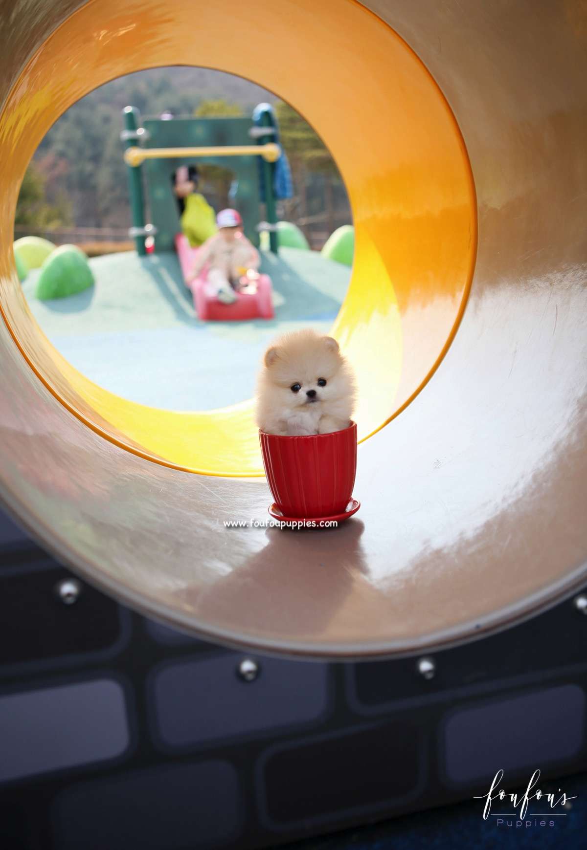 Dior - Pomeranian F.