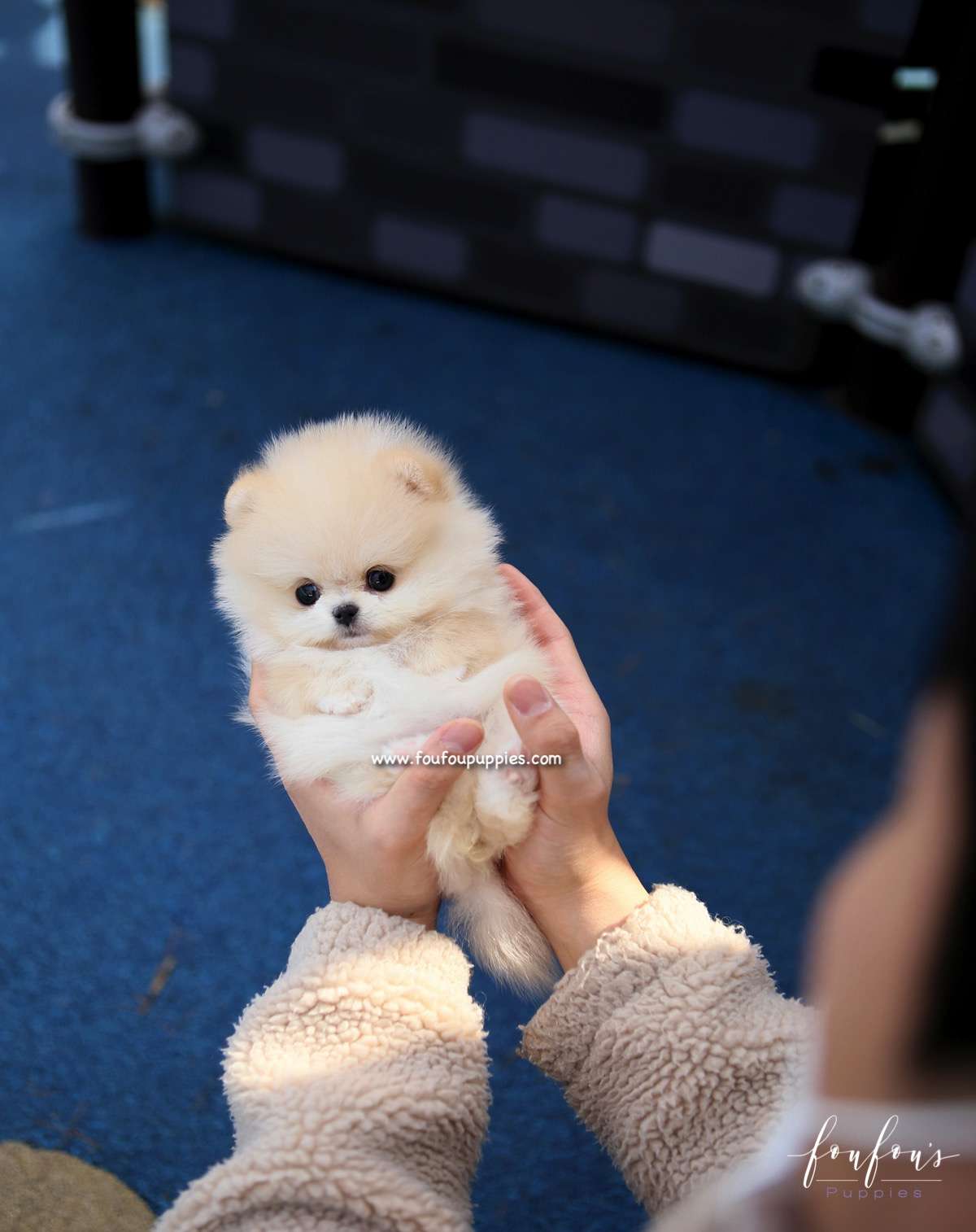 Dior - Pomeranian F.