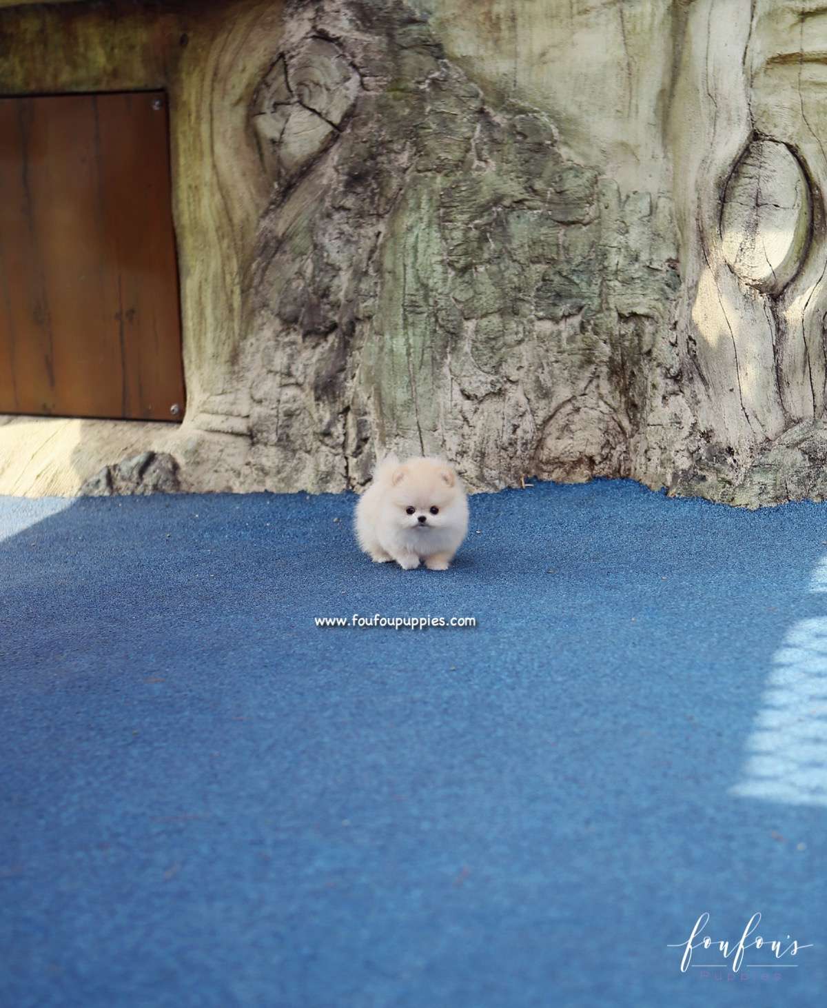 Dior - Pomeranian F.