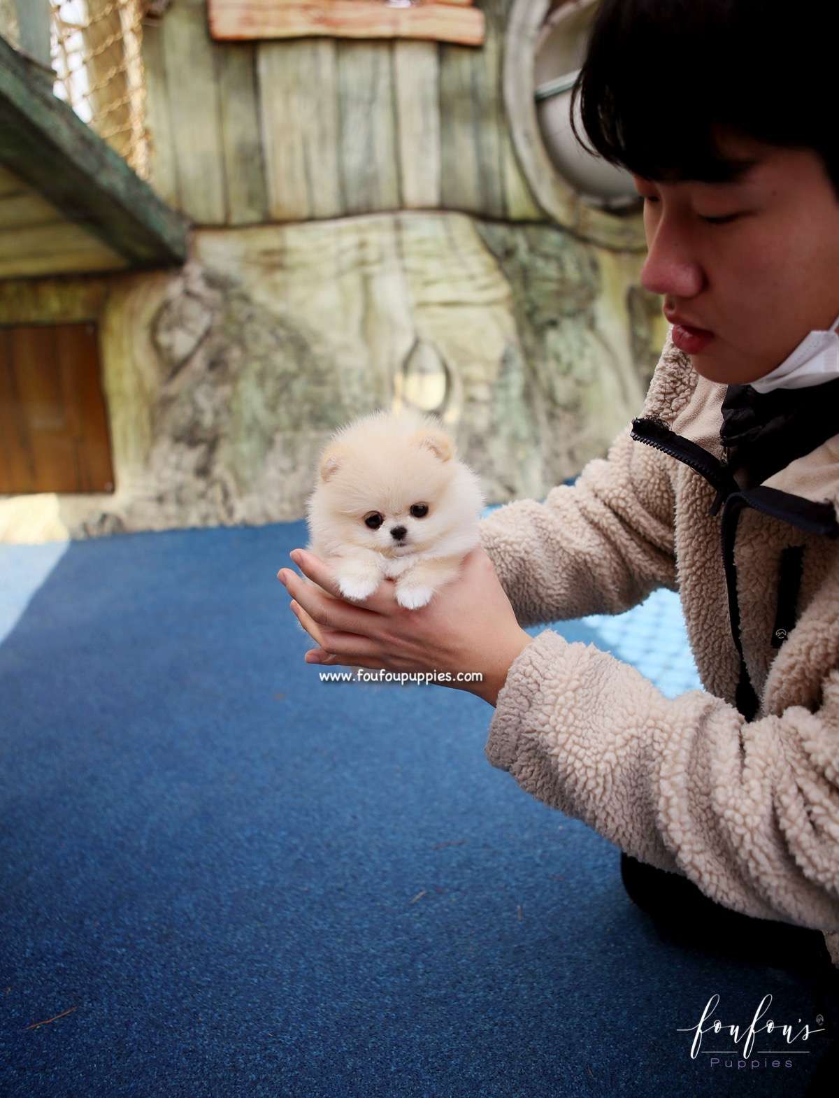 Dior - Pomeranian F.
